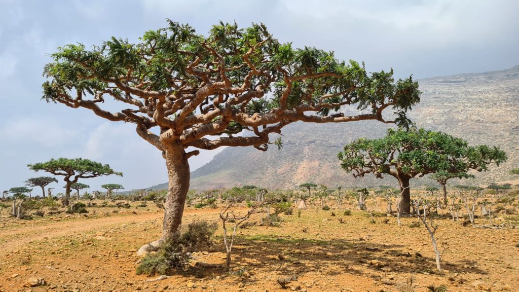 Arborele de tamaie Dan Birtu