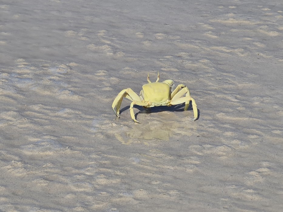 Crab