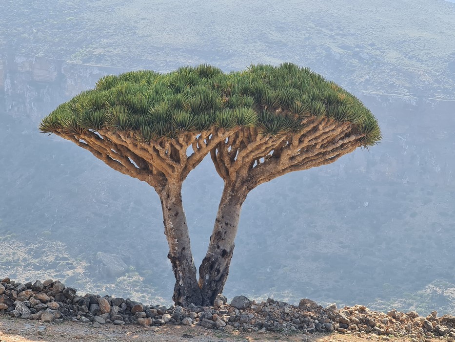 . Dragon blood tree