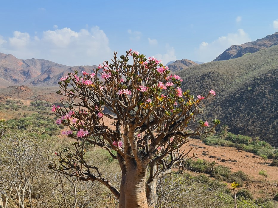 Bottle tree in floare