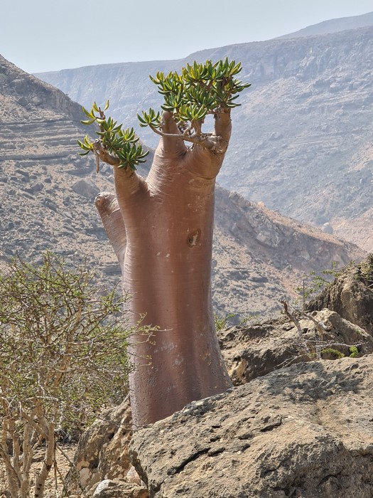 Arbori Socotra