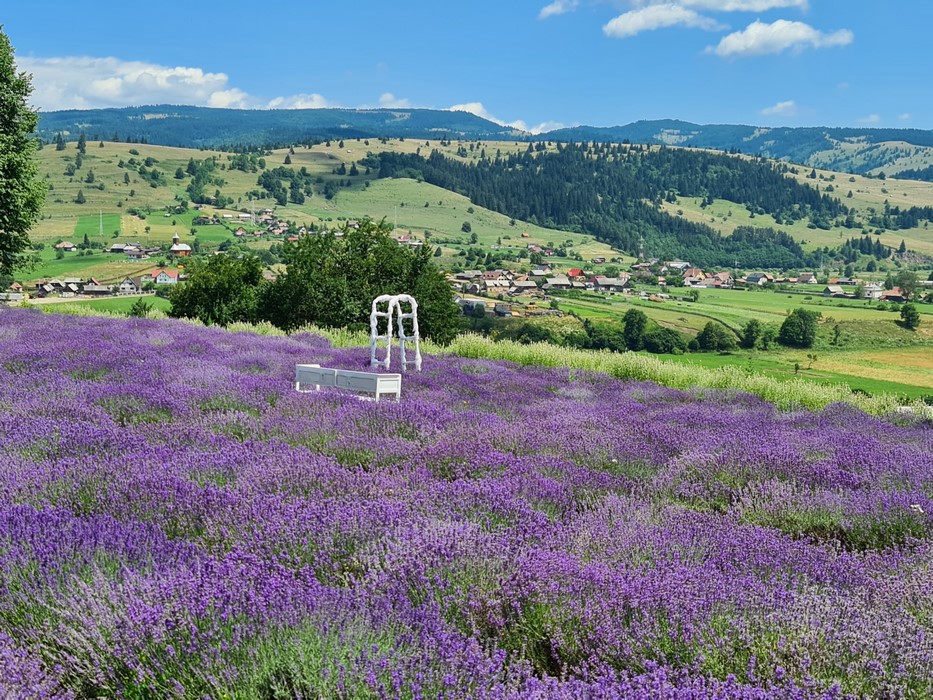 Lavanda Nela