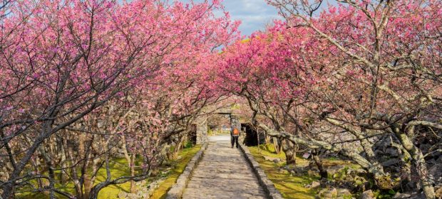 . Ciresi infloriti in Okinawa