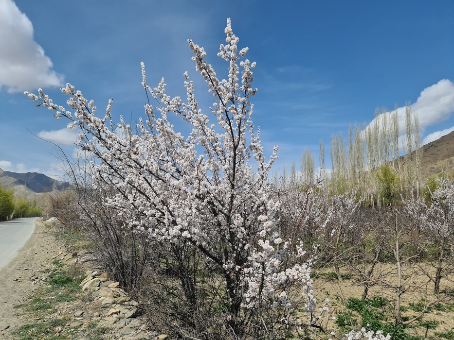 Sakura de Afghanistan