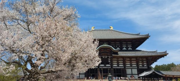 Nara Sakura