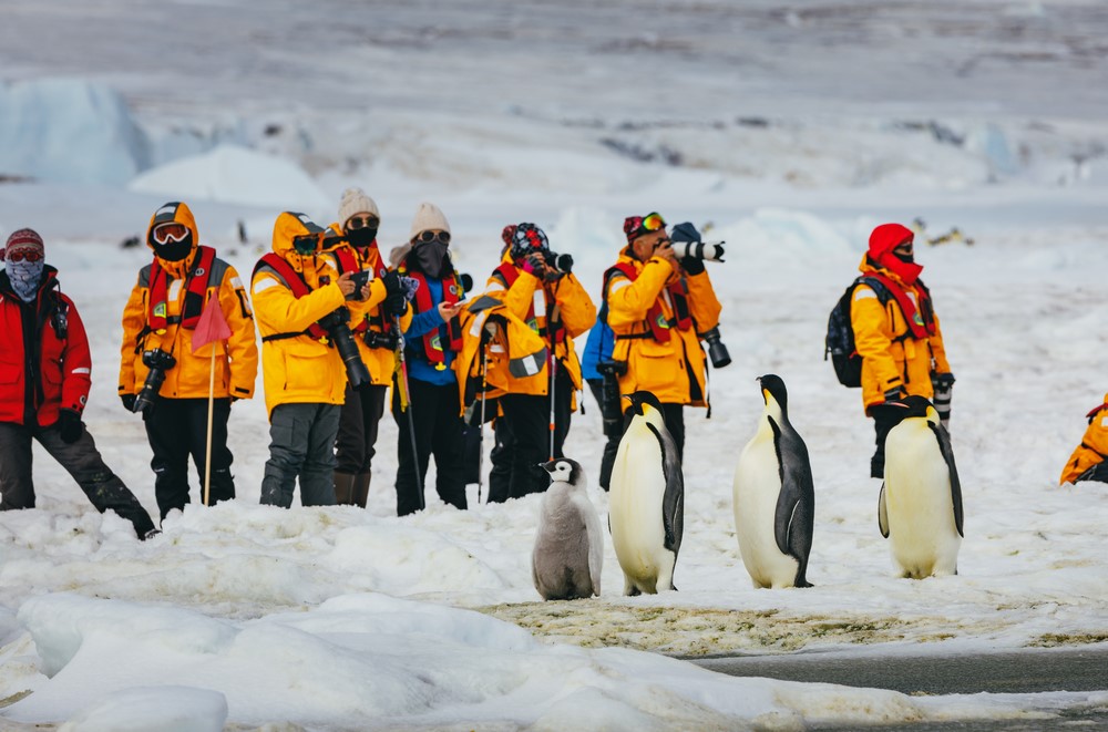 Pinguins in Antarctica