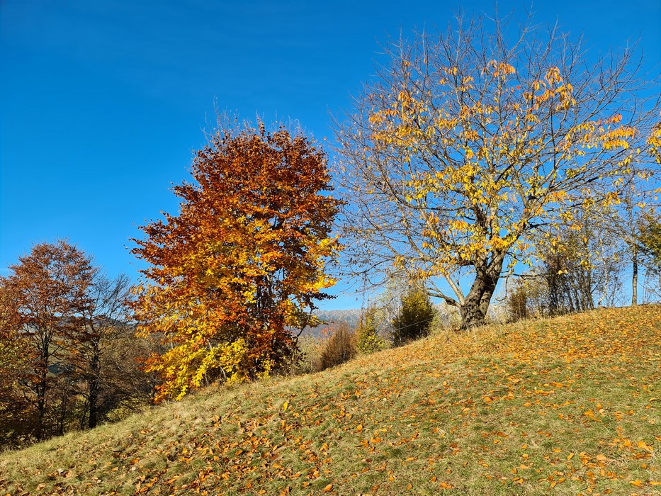 Toamna la munte