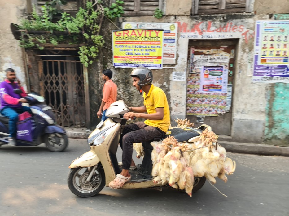 Transport pui de gaina