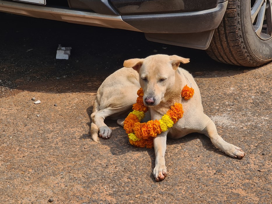 Caine hindus